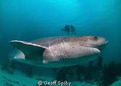 yesterdays dive with the sevengill sharks by Geoff Spiby 